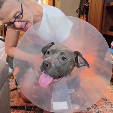 Enlarge Bethany, a Adopted mixed breed in Chicago, IL image 6/6