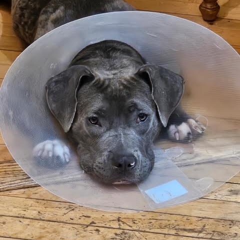 Enlarge Bethany, a Adopted mixed breed in Chicago, IL image 1/6