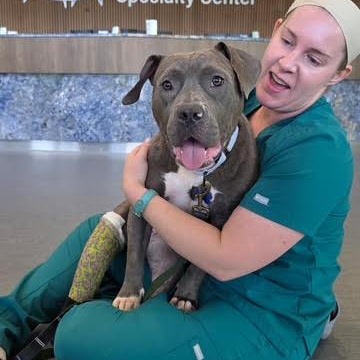 Enlarge Bethany, a Adopted mixed breed in Chicago, IL image 5/6