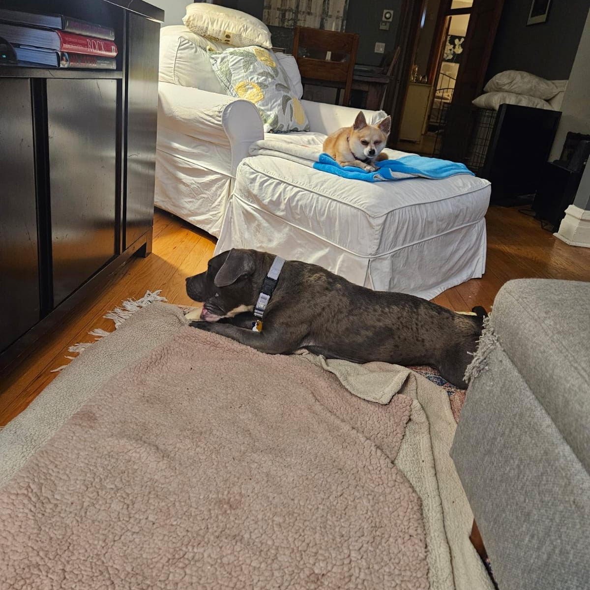Enlarge Bethany, a Adopted mixed breed in Chicago, IL image 4/6