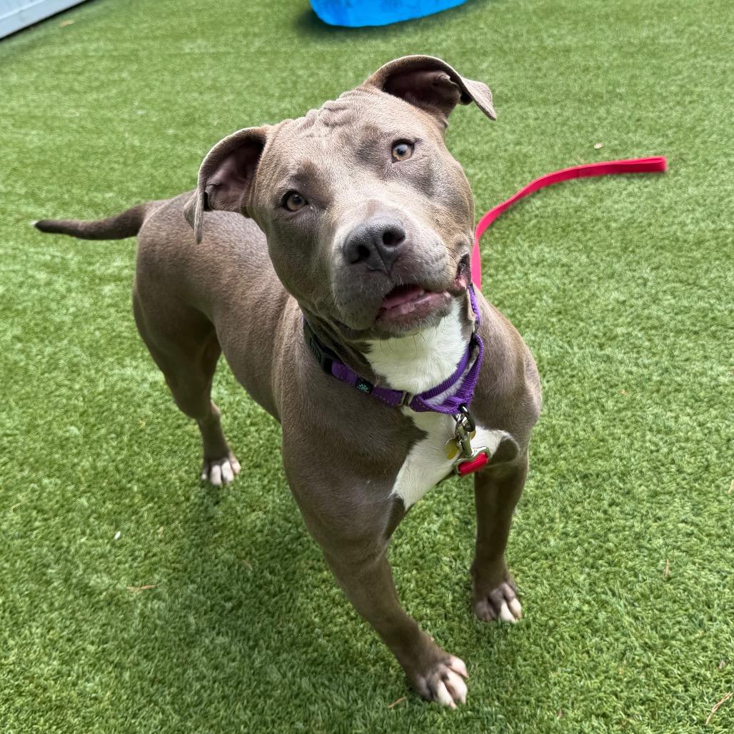 Enlarge Dahlia, a Adoptable Pit Bull Terrier in Troy, VA image 3/4