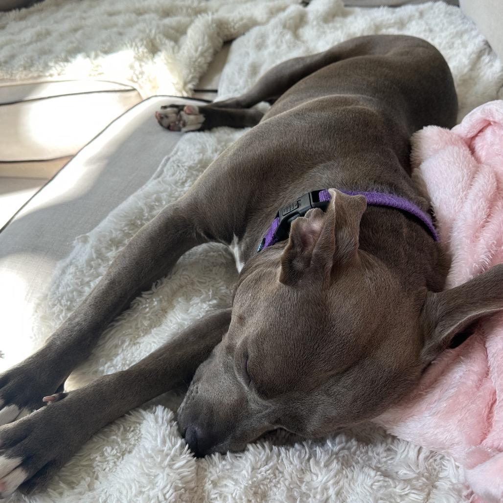 Dahlia, a Adoptable Pit Bull Terrier in Troy, VA image 4/5