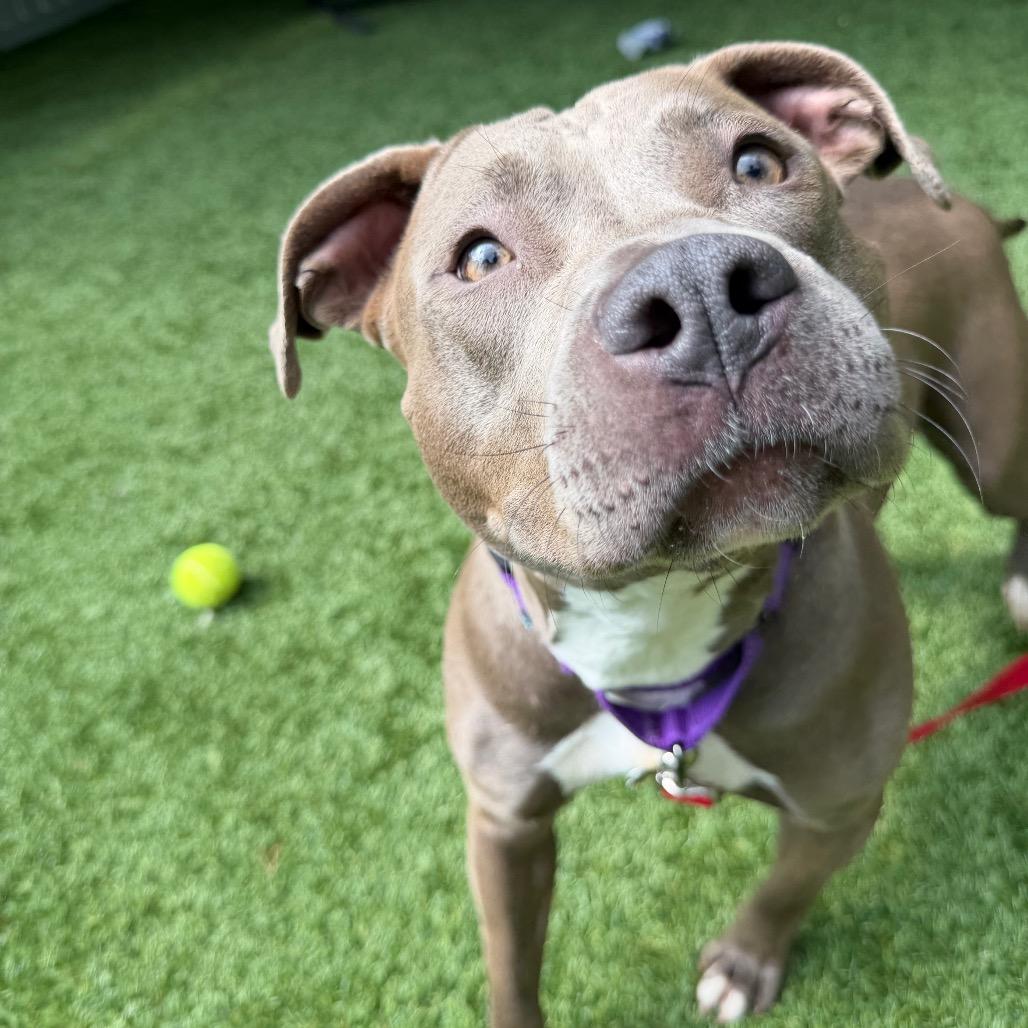 Enlarge Dahlia, a Adoptable Pit Bull Terrier in Troy, VA image 4/4