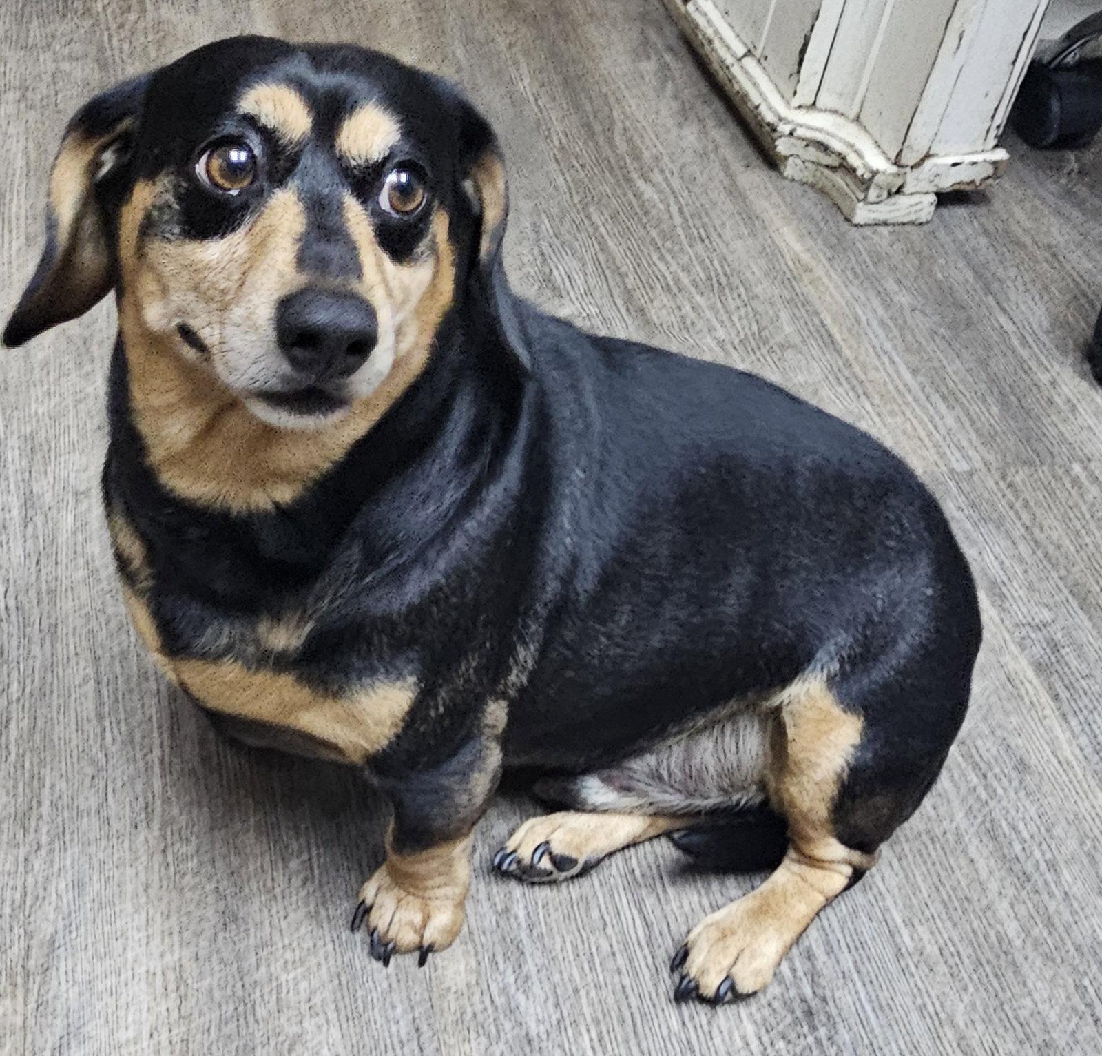 Enlarge SNICKERS, a Adopted Dachshund in Franklin, TN image 1/3