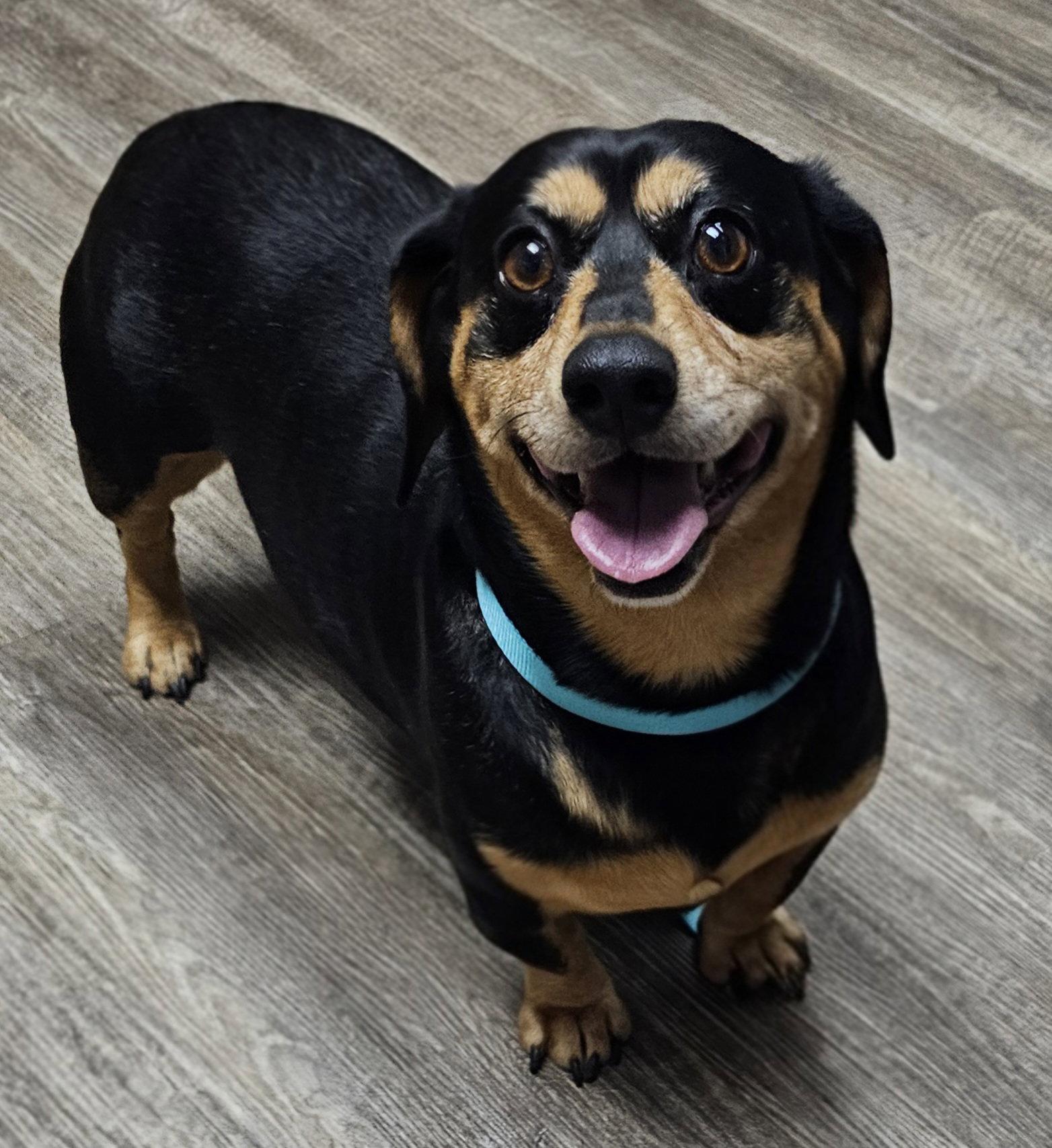 Enlarge SNICKERS, a Adopted Dachshund in Franklin, TN image 2/3