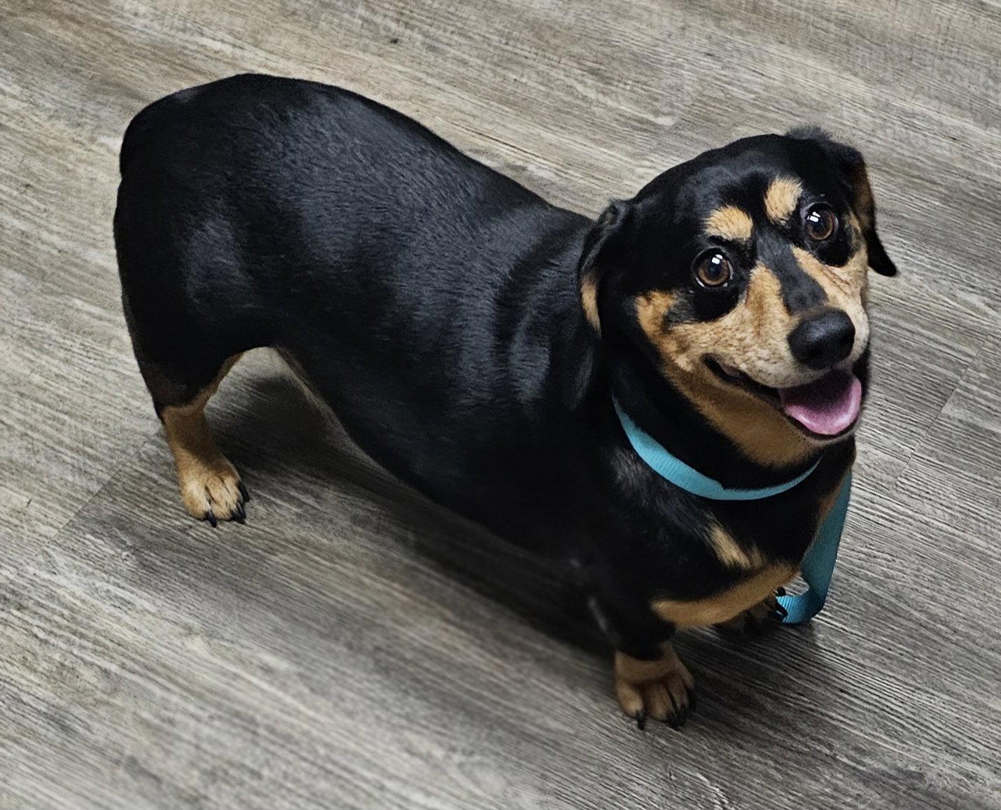 Enlarge SNICKERS, a Adopted Dachshund in Franklin, TN image 3/3