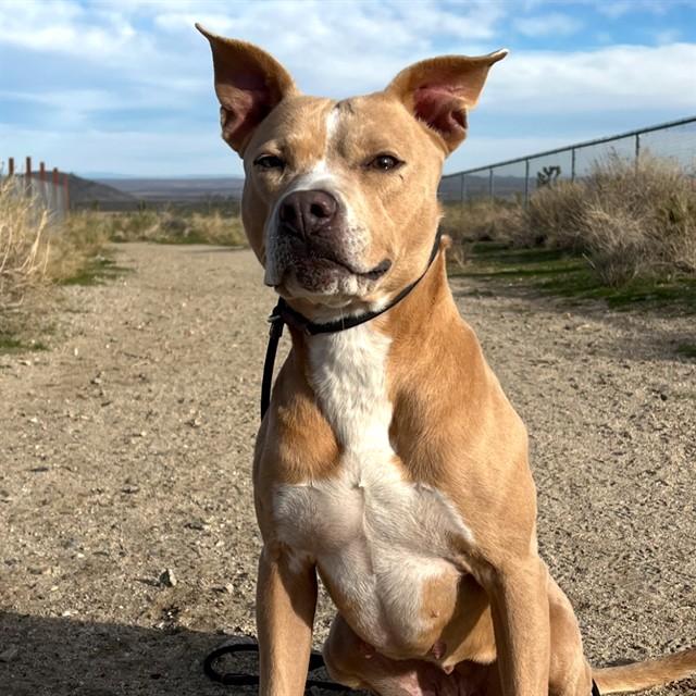Enlarge LADY, a Adoptable Pit Bull Terrier in Long Beach, CA image 1/1