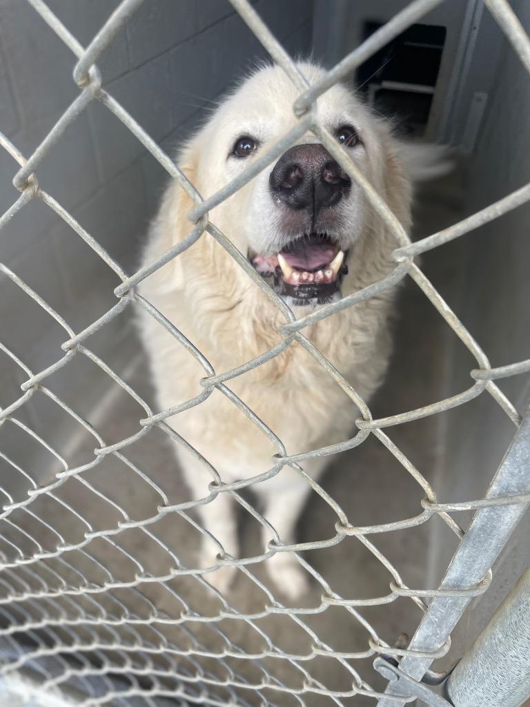 Ghost, ADOPTABLE, Adult Male Great Pyrenees.