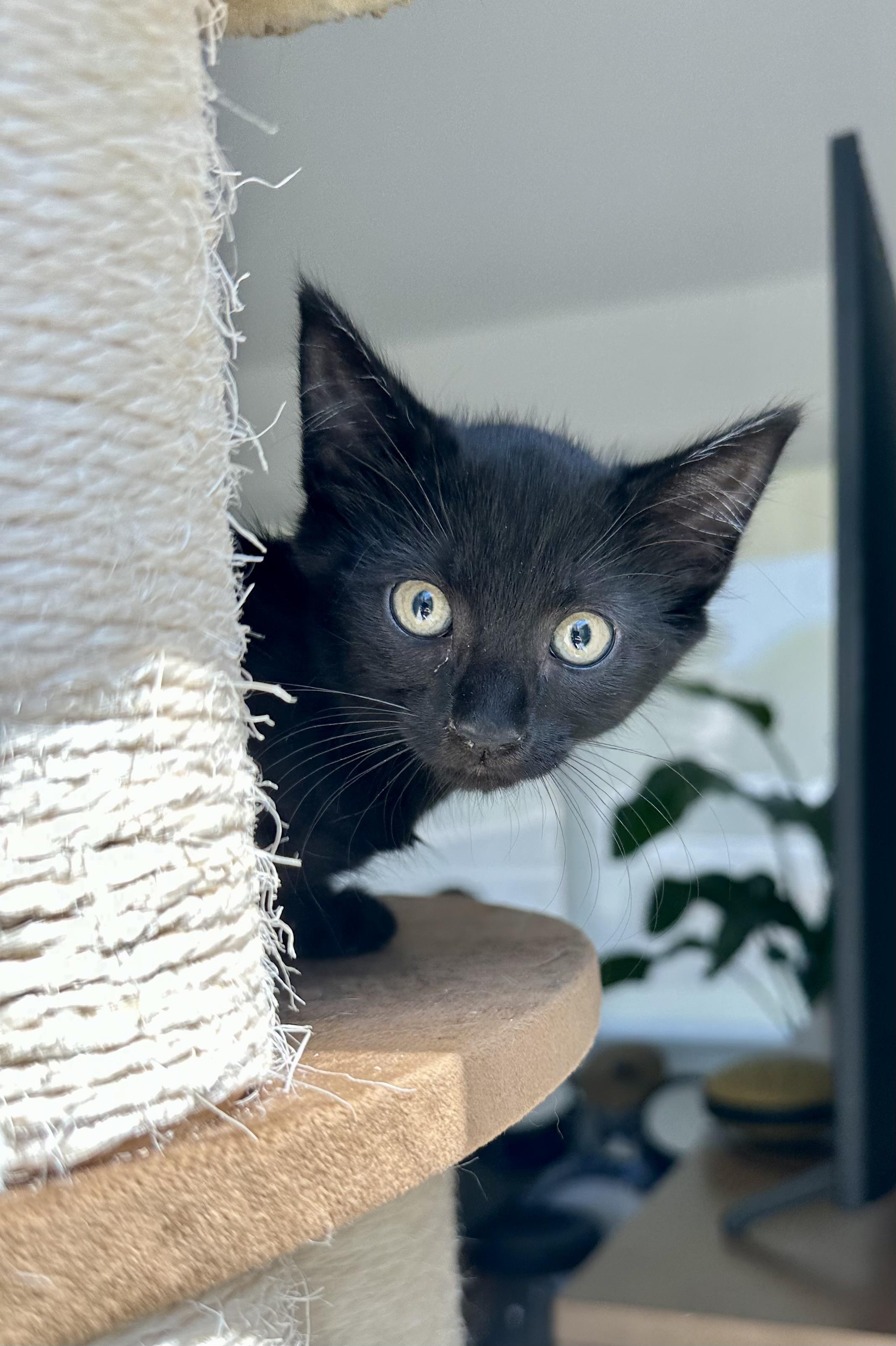 Penny, Young Female Domestic Short Hair
