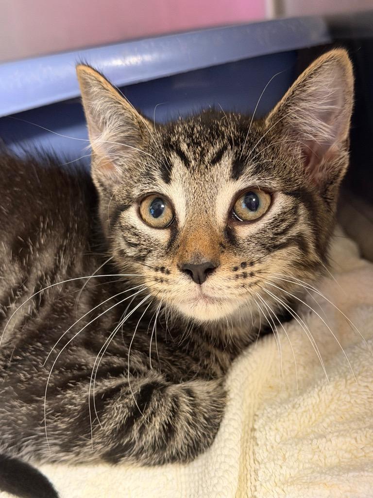 Enlarge Mister, a Adoptable mixed breed in Port Jervis, NY image 3/3