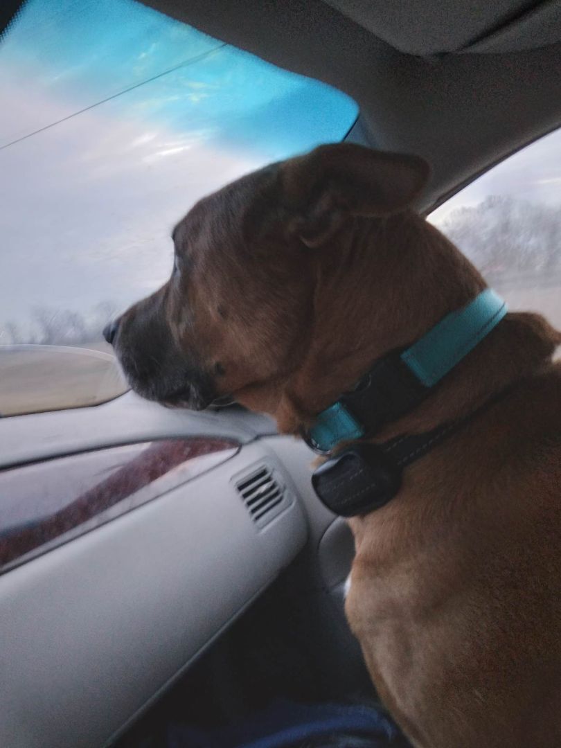 Enlarge Barley - RICHMOND, IN, a Adoptable Mountain Cur in LOWELL, IN image 1/6
