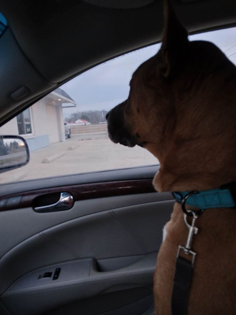 Barley - RICHMOND, IN — thumbnail 3