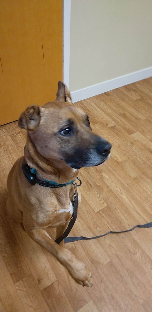 Enlarge Barley - RICHMOND, IN, a Adoptable Mountain Cur in LOWELL, IN image 5/6