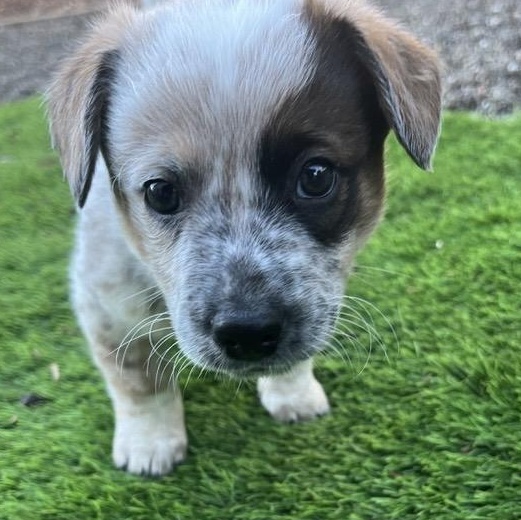 Enlarge Patches, a ADOPTABLE mixed breed in Santa Rosa, CA image 1/1