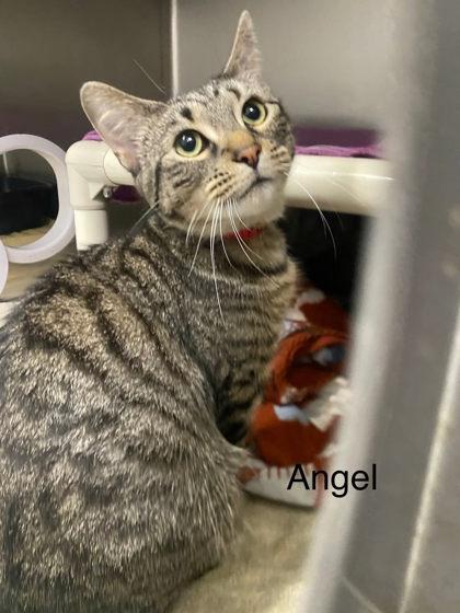 Angel, Adoptable, Young Female Domestic Short Hair & Domestic Short Hair.