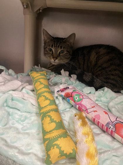 Angel, Adoptable, Young Female Domestic Short Hair & Domestic Short Hair.