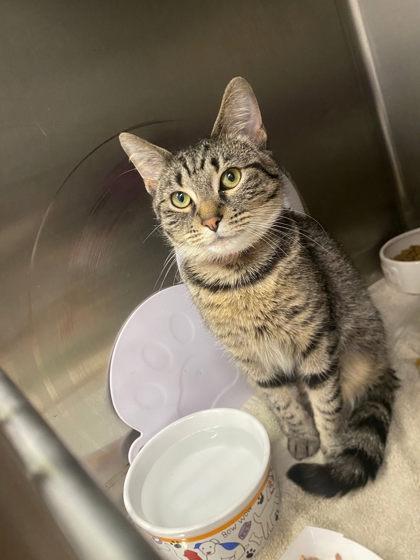 Angel, a Adoptable mixed breed in Hobart, IN image 2/3