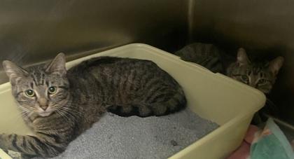 Angel, Adoptable, Young Female Domestic Short Hair & Domestic Short Hair.