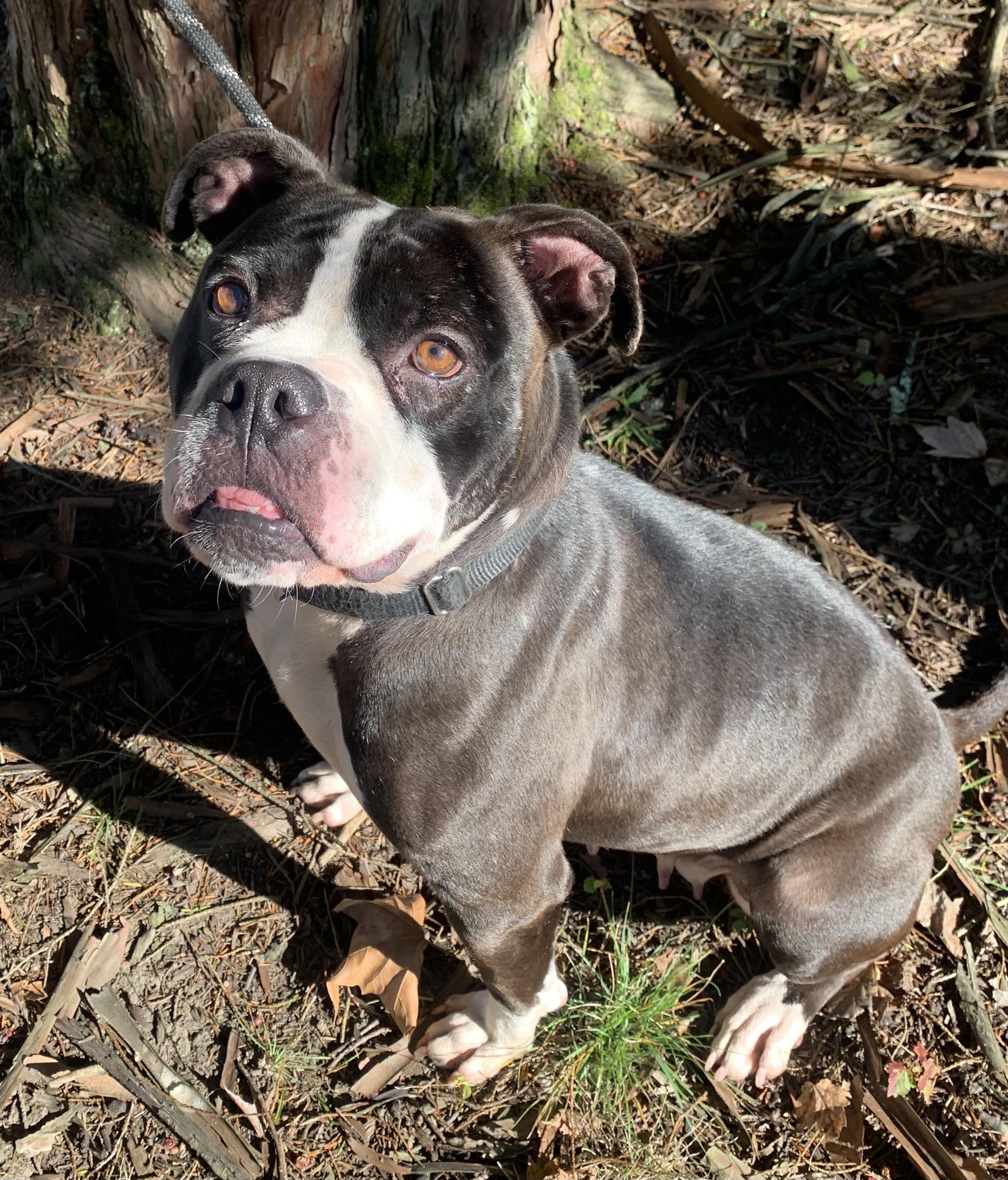 Prima, Adoptable, Adult Female Pit Bull Terrier & Boxer.