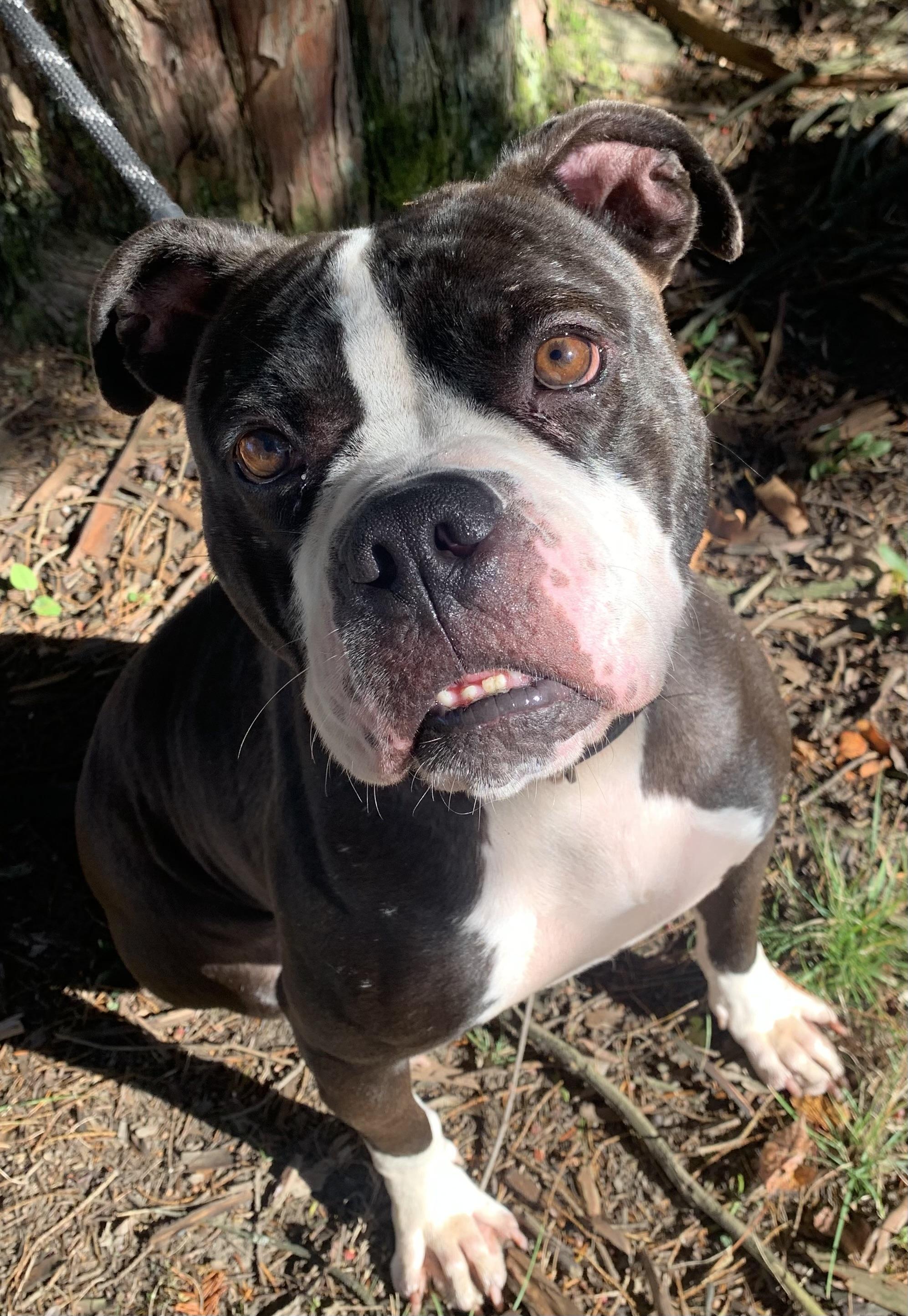 Enlarge Prima, a Adoptable mixed breed in McKeesport, PA image 2/6