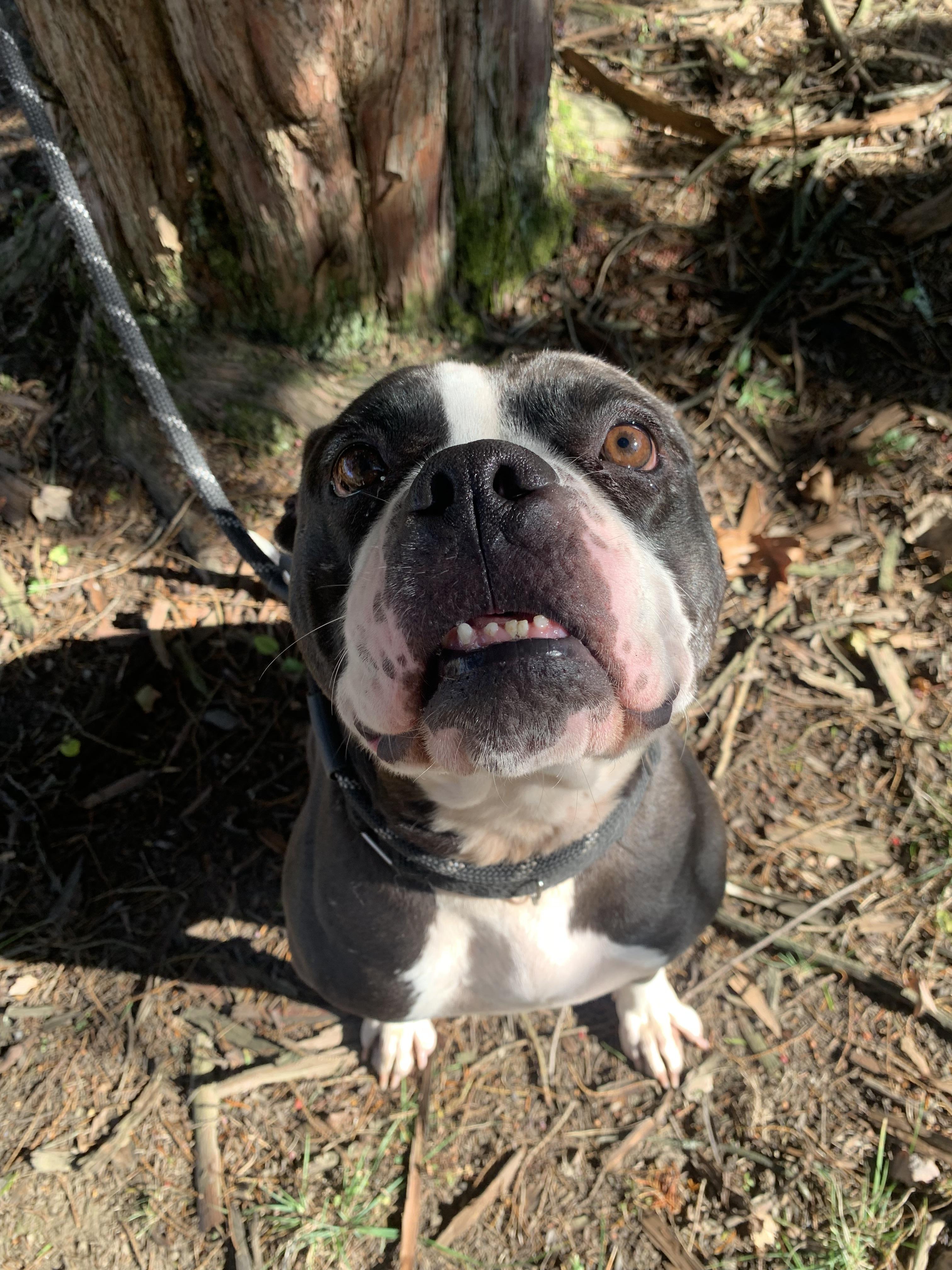 Enlarge Prima, a Adoptable mixed breed in McKeesport, PA image 3/6