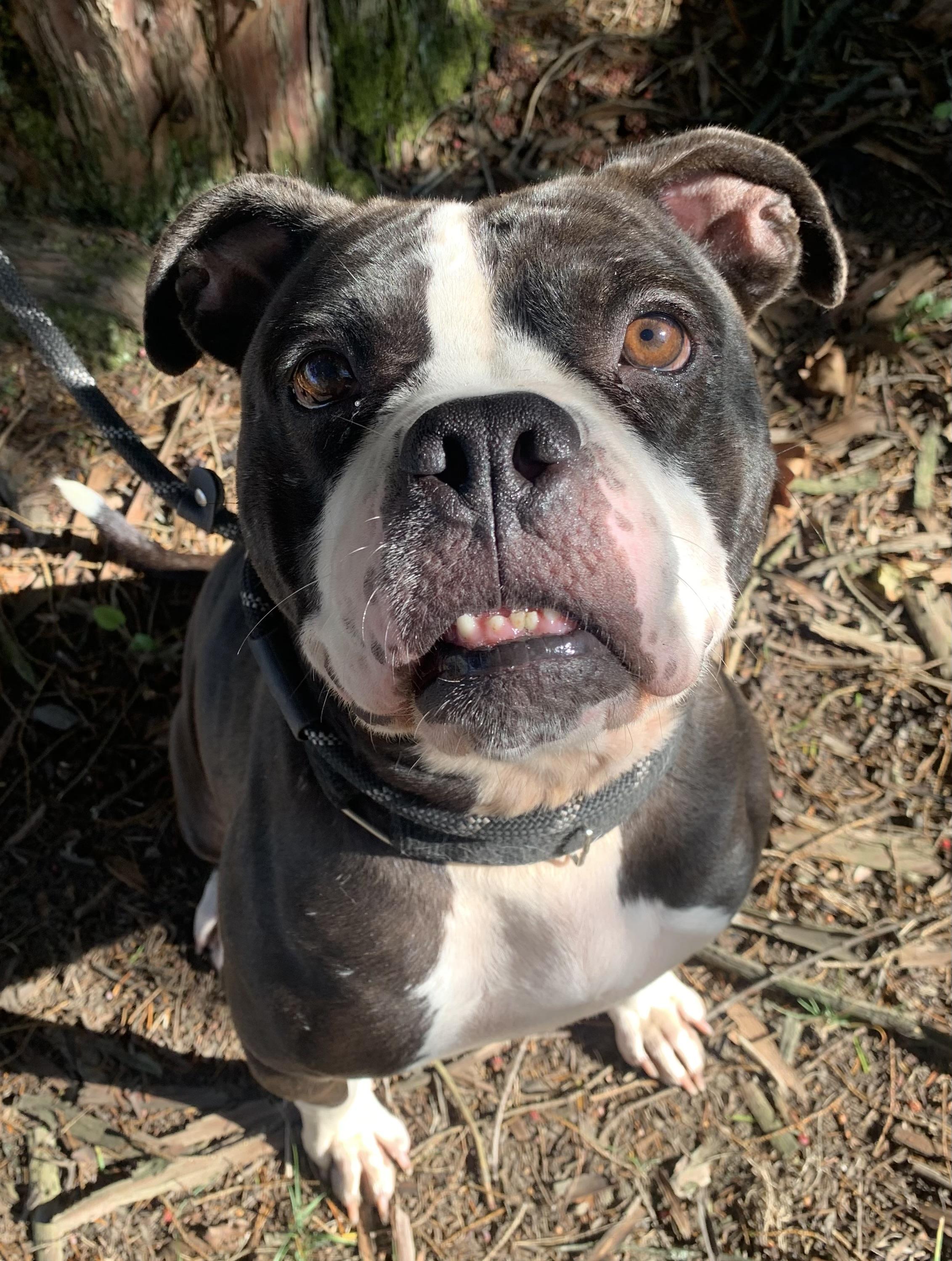 Enlarge Prima, a Adoptable mixed breed in McKeesport, PA image 4/6