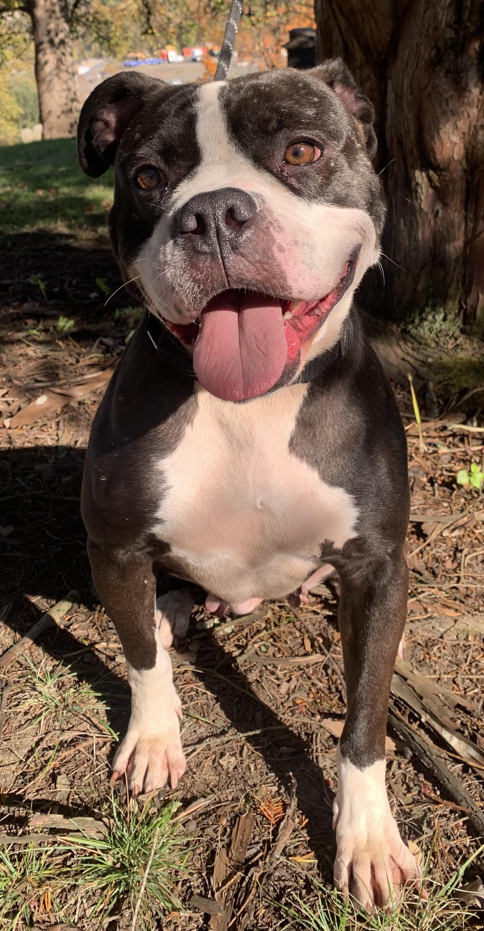 Enlarge Prima, a Adoptable mixed breed in McKeesport, PA image 5/6