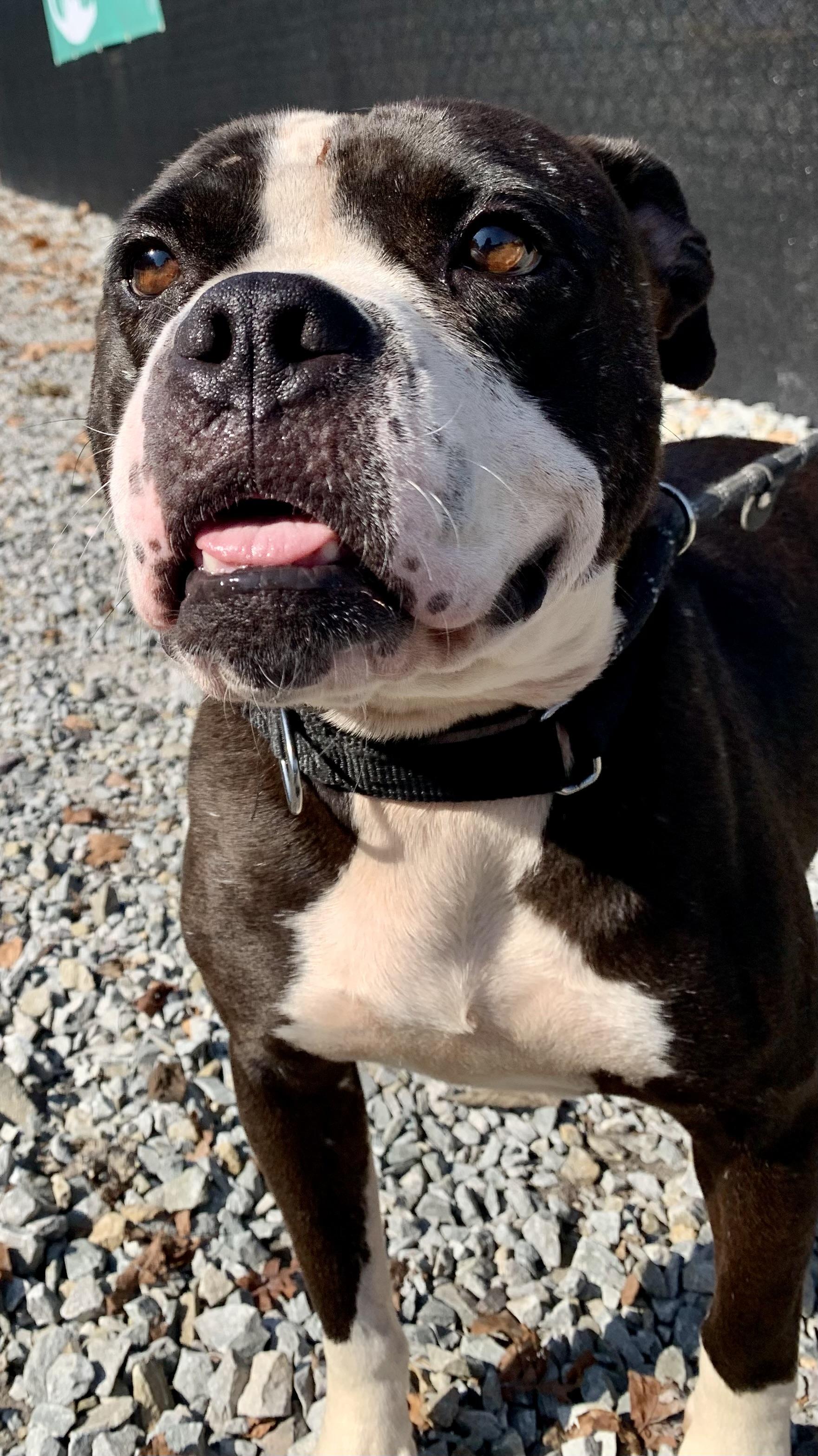 Enlarge Prima, a Adoptable mixed breed in McKeesport, PA image 6/6