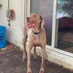 Chase, Adopted, Adult Male Weimaraner.