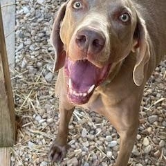 Enlarge Chase, a Adopted Weimaraner in Front Royal, VA image 2/3