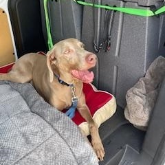 Enlarge Chase, a Adopted Weimaraner in Front Royal, VA image 3/3