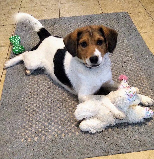 Orville, a ADOPTABLE mixed breed in Honeoye Falls, NY image 2/2
