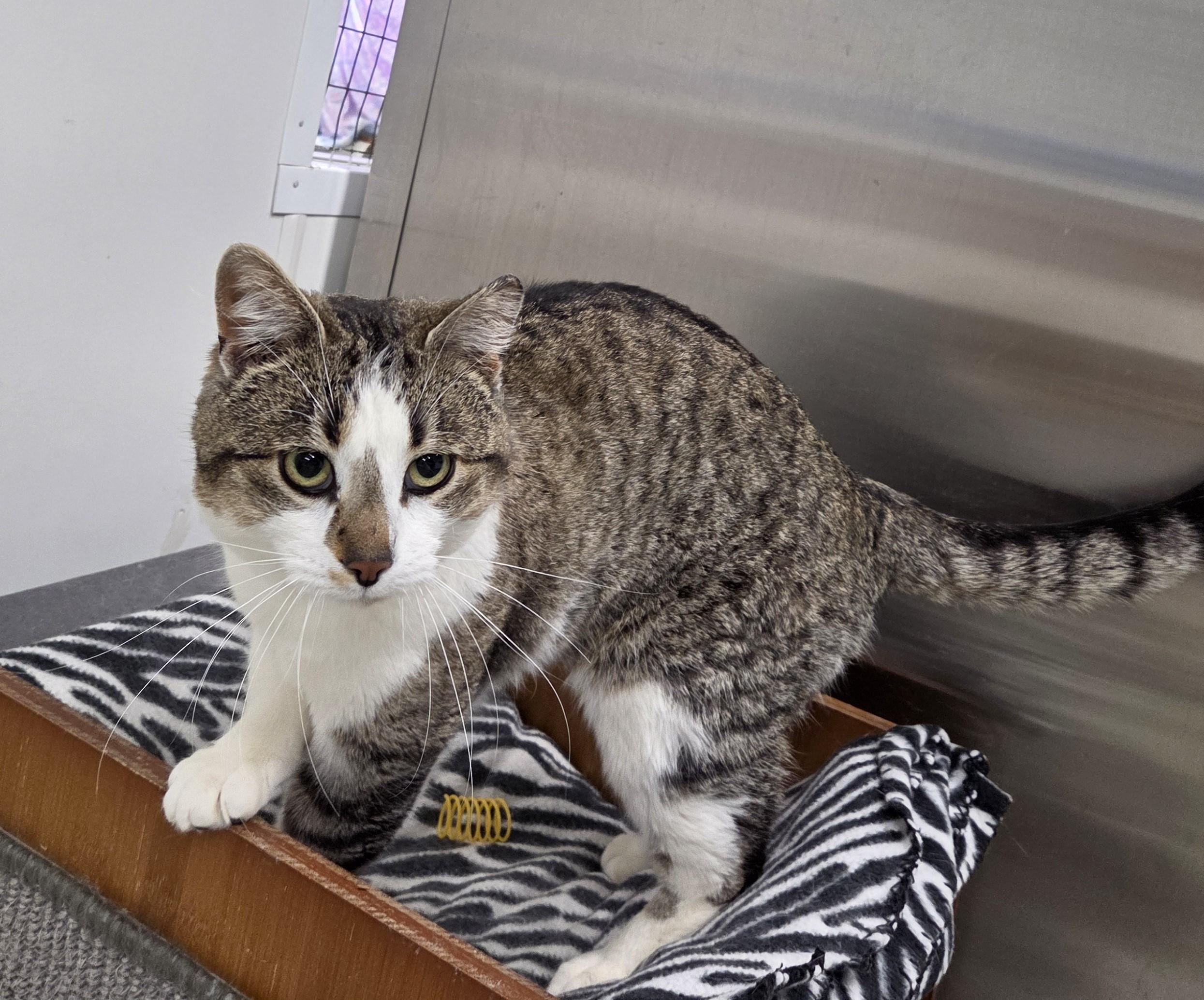 Enlarge Mantis, a ADOPTABLE mixed breed in Carsonville, MI image 2/5