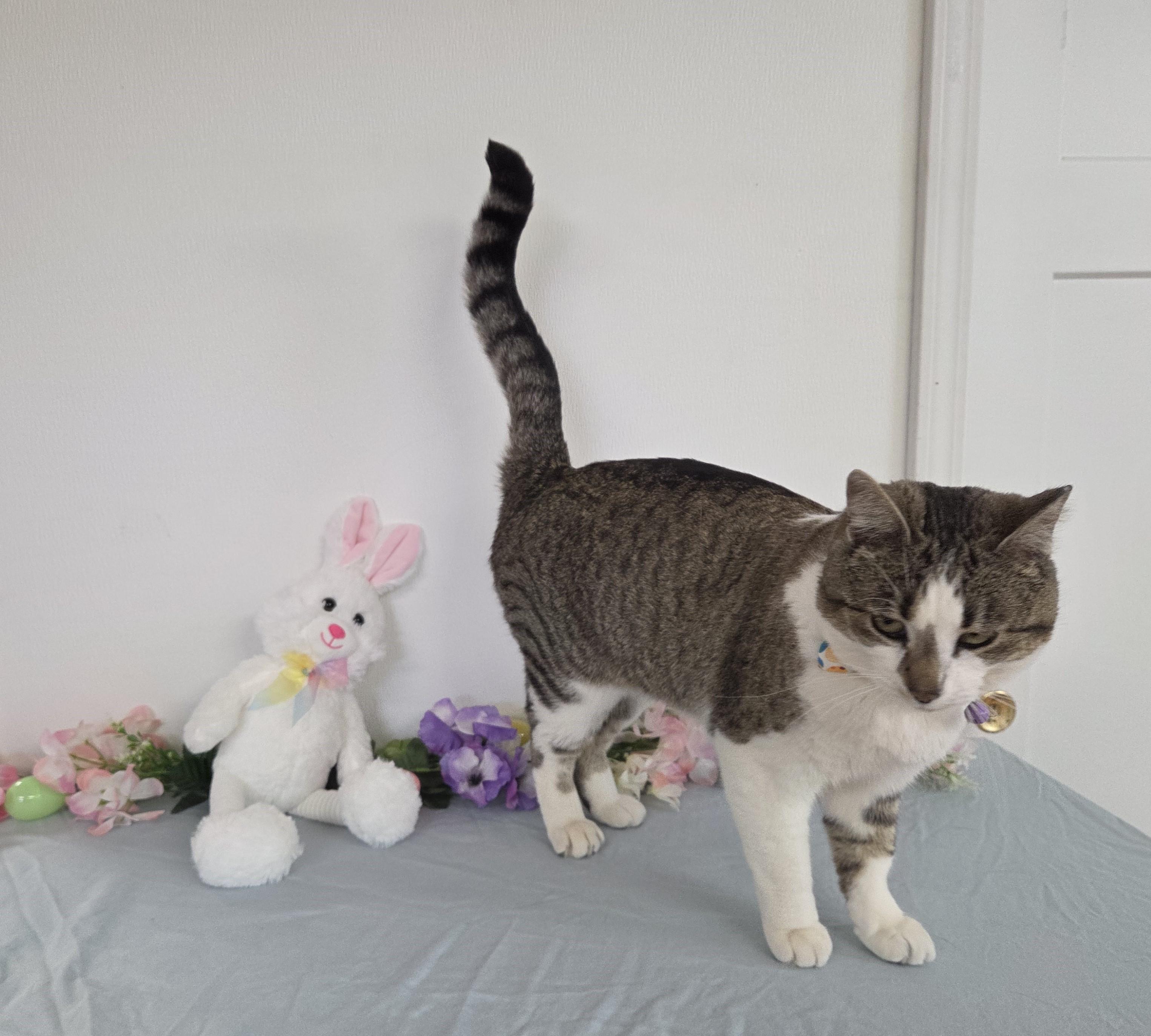 Enlarge Mantis, a ADOPTABLE mixed breed in Carsonville, MI image 1/5