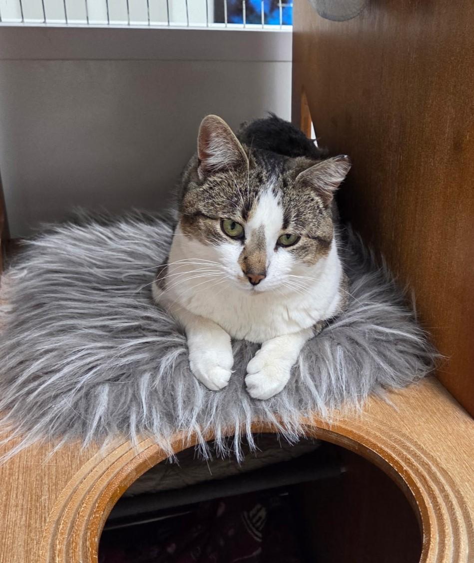 Enlarge Mantis, a ADOPTABLE mixed breed in Carsonville, MI image 5/5