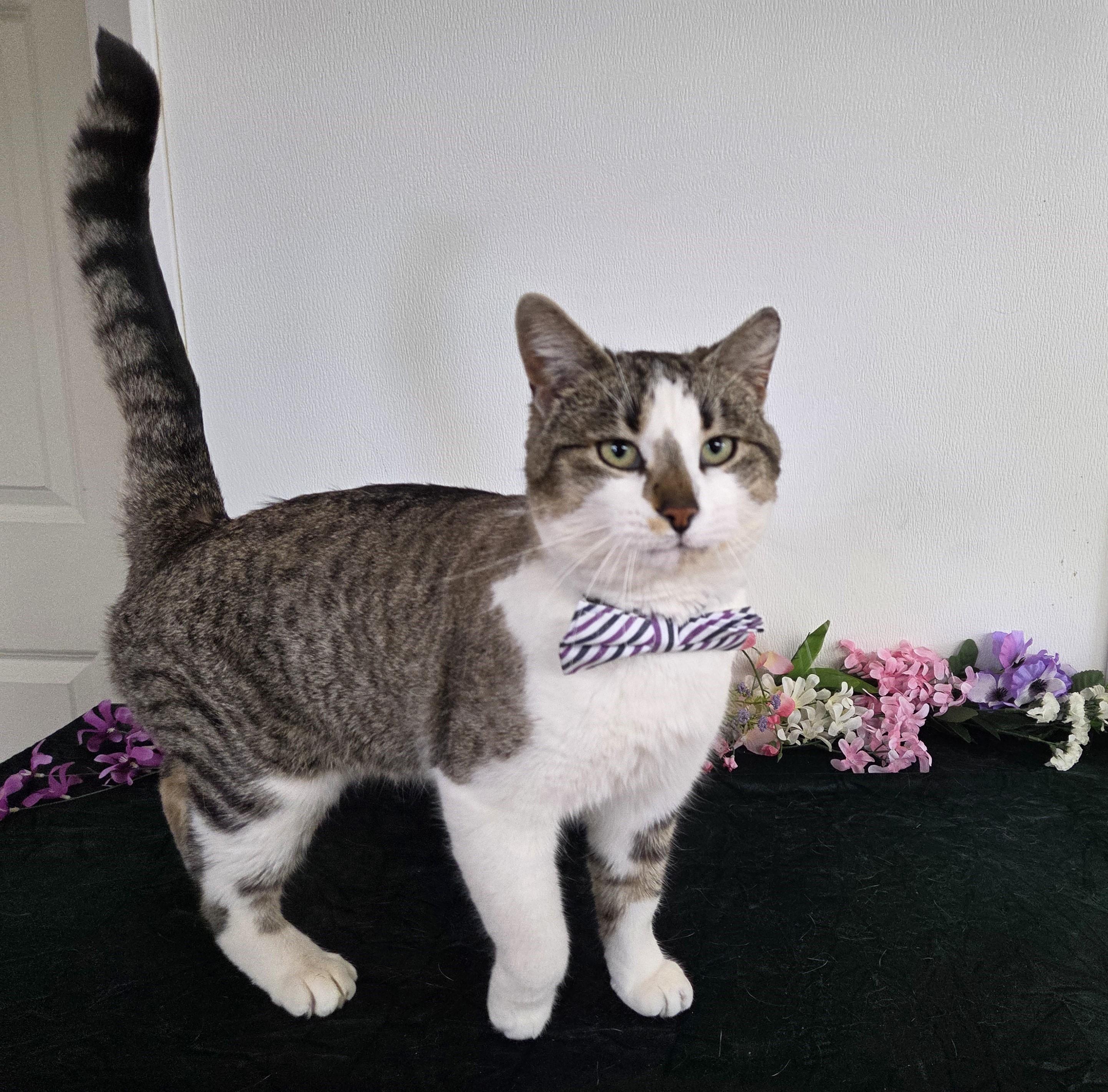 Enlarge Mantis, a ADOPTABLE mixed breed in Carsonville, MI image 3/5