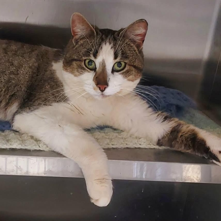 Enlarge Mantis, a ADOPTABLE mixed breed in Carsonville, MI image 4/5