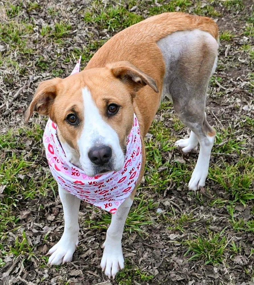 Ivy, a Adoptable Labrador Retriever in Shawnee, OK image 1/5