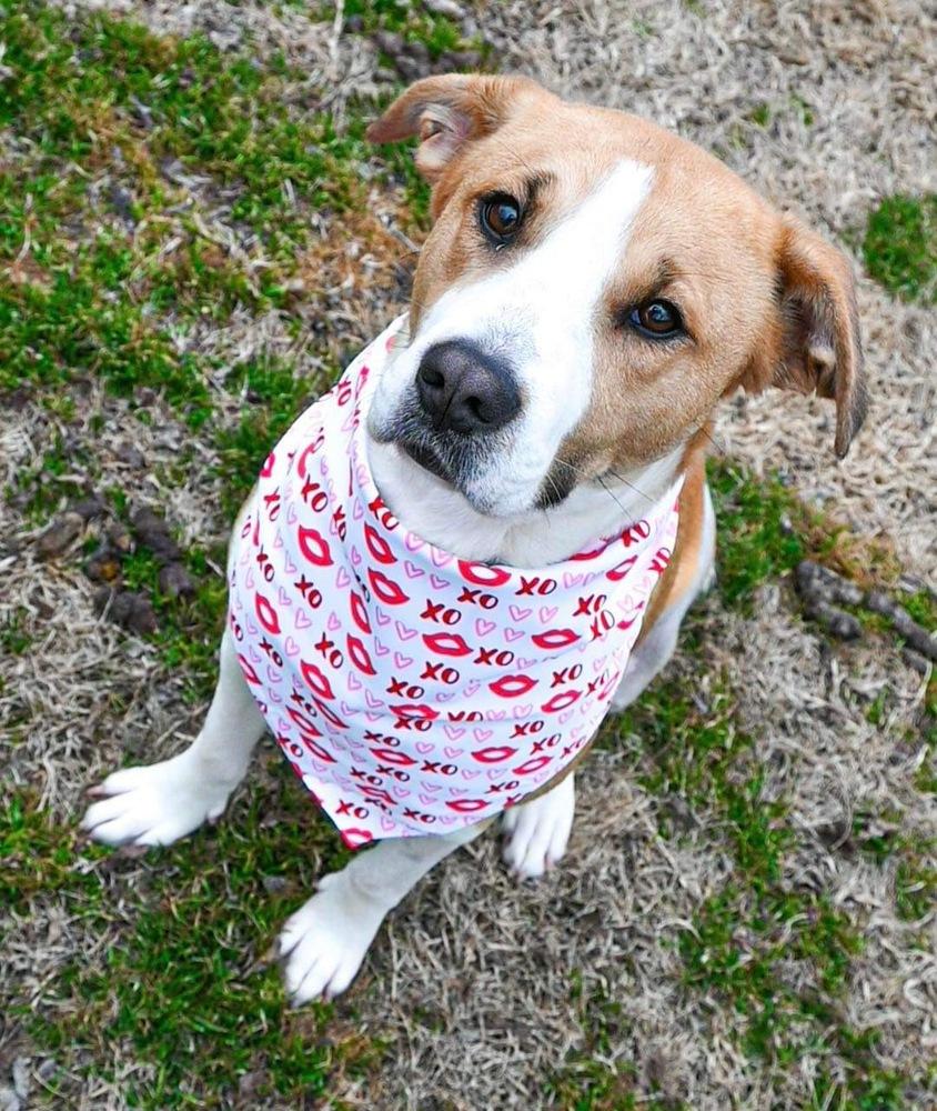 Ivy, Adoptable, Young Female Labrador Retriever.