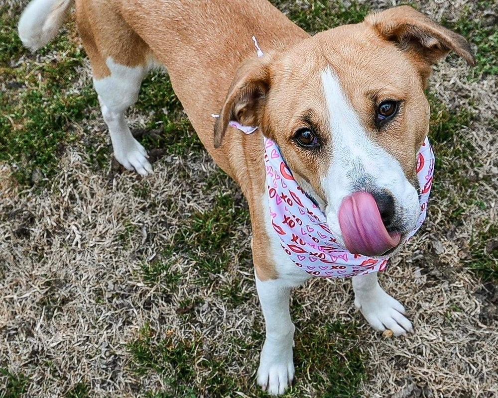 Ivy, a Adoptable Labrador Retriever in Shawnee, OK image 4/5