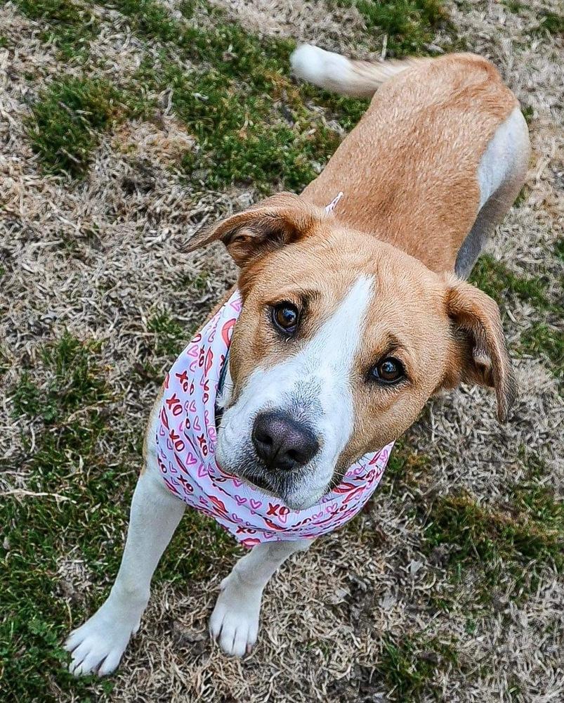 Ivy, a Adoptable Labrador Retriever in Shawnee, OK image 5/5
