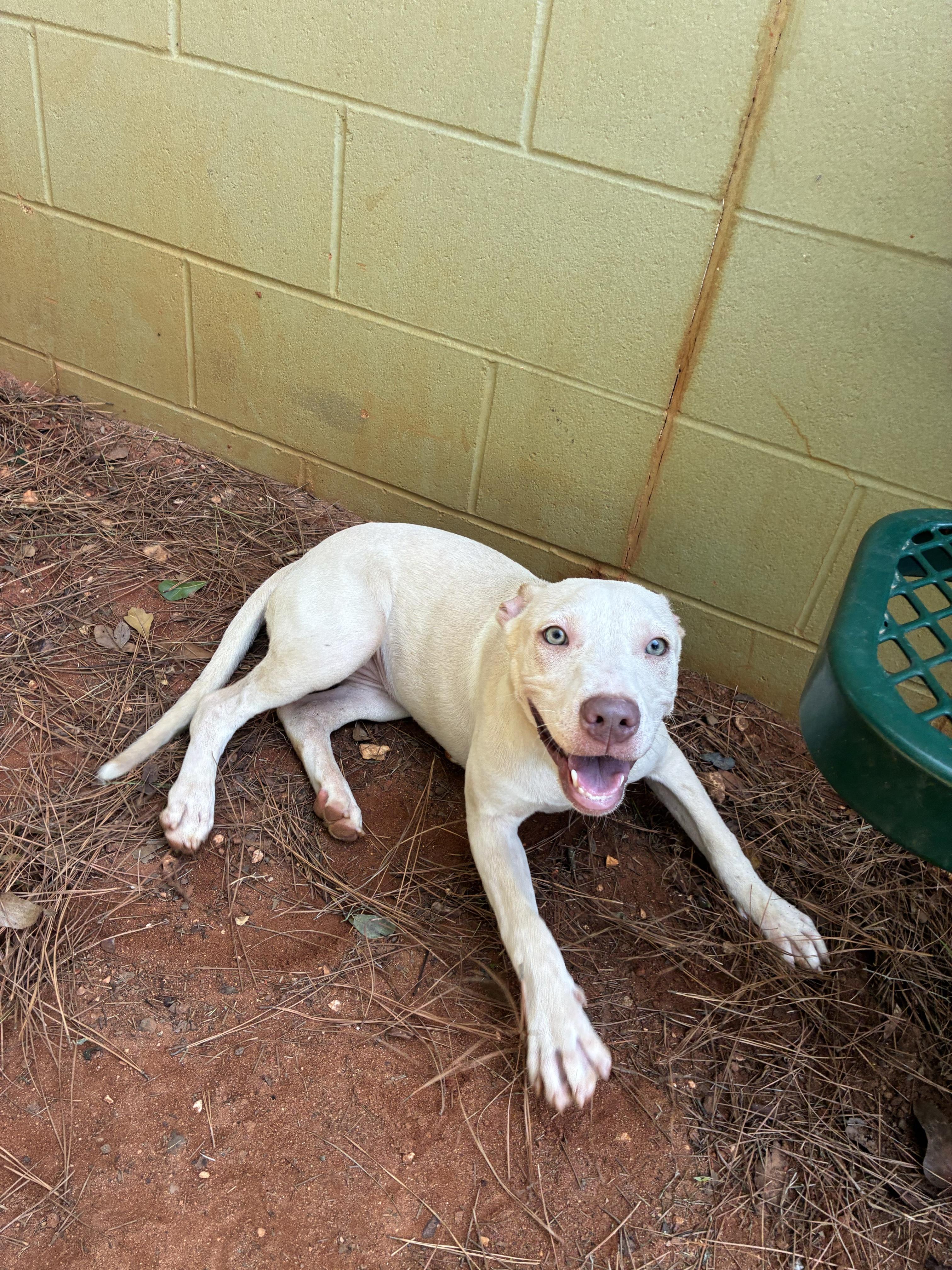 Louise, ADOPTABLE, Young Female Labrador Retriever.