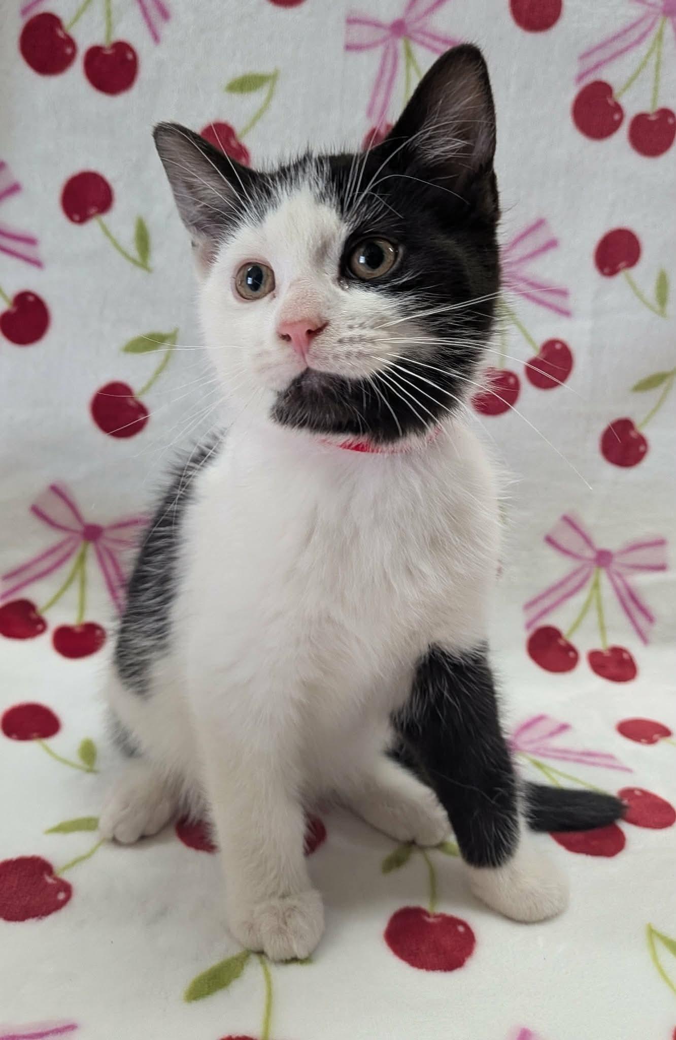 Enlarge MINI FRIDGE, a ADOPTABLE Domestic Short Hair in Tillsonburg, ON image 1/6