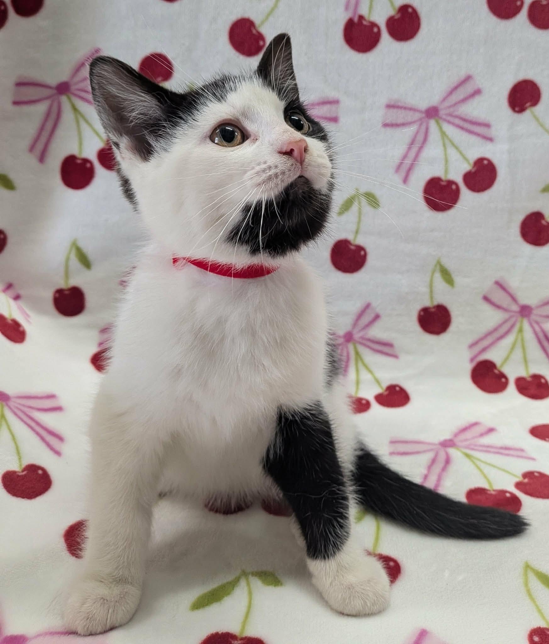 Enlarge MINI FRIDGE, a ADOPTABLE Domestic Short Hair in Tillsonburg, ON image 3/6