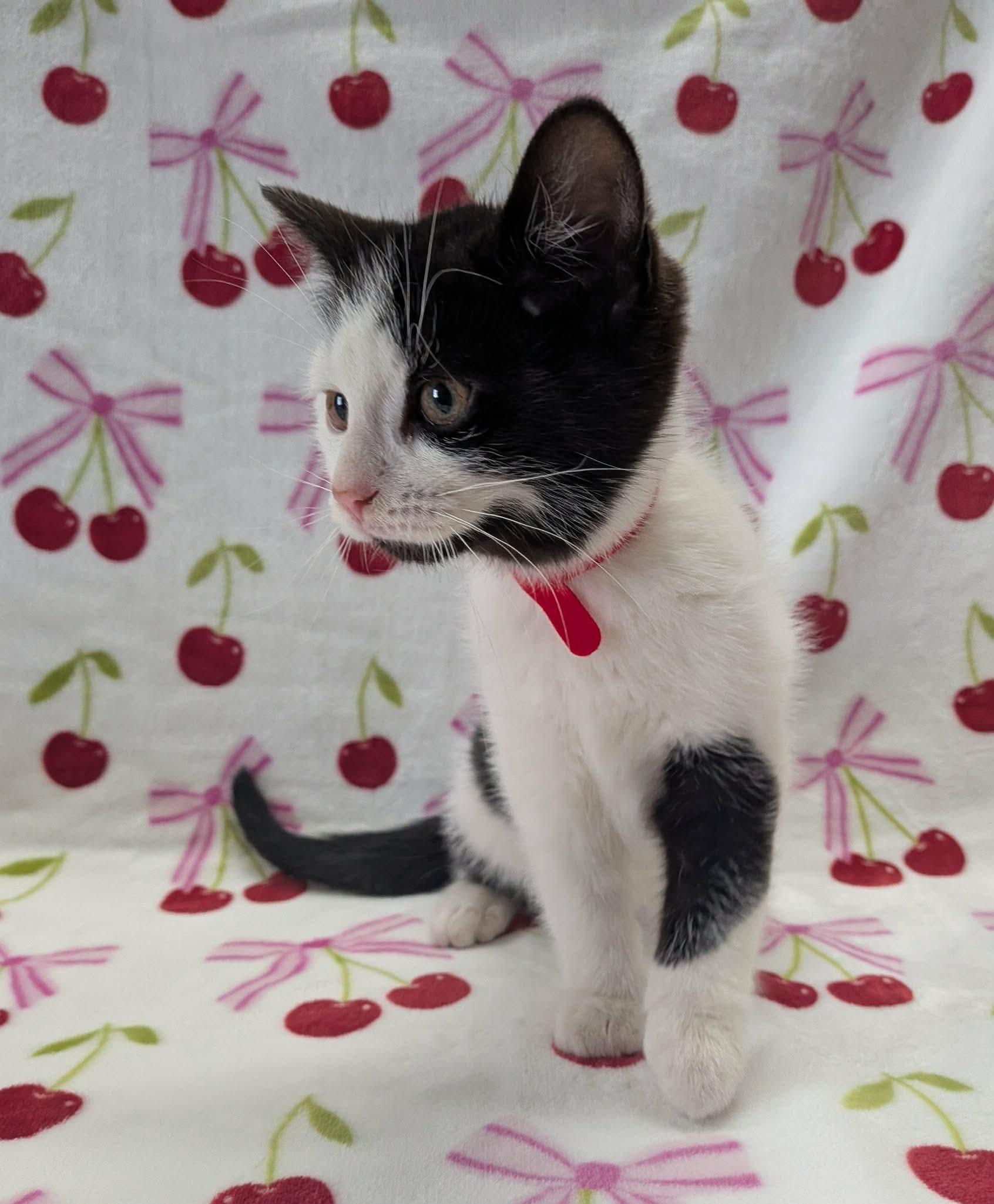 Enlarge MINI FRIDGE, a ADOPTABLE Domestic Short Hair in Tillsonburg, ON image 6/6