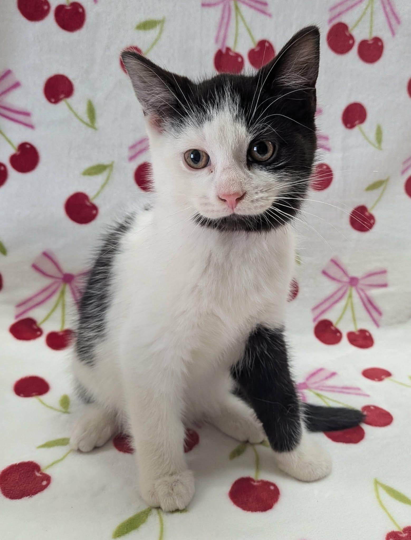 Enlarge MINI FRIDGE, a ADOPTABLE Domestic Short Hair in Tillsonburg, ON image 5/6