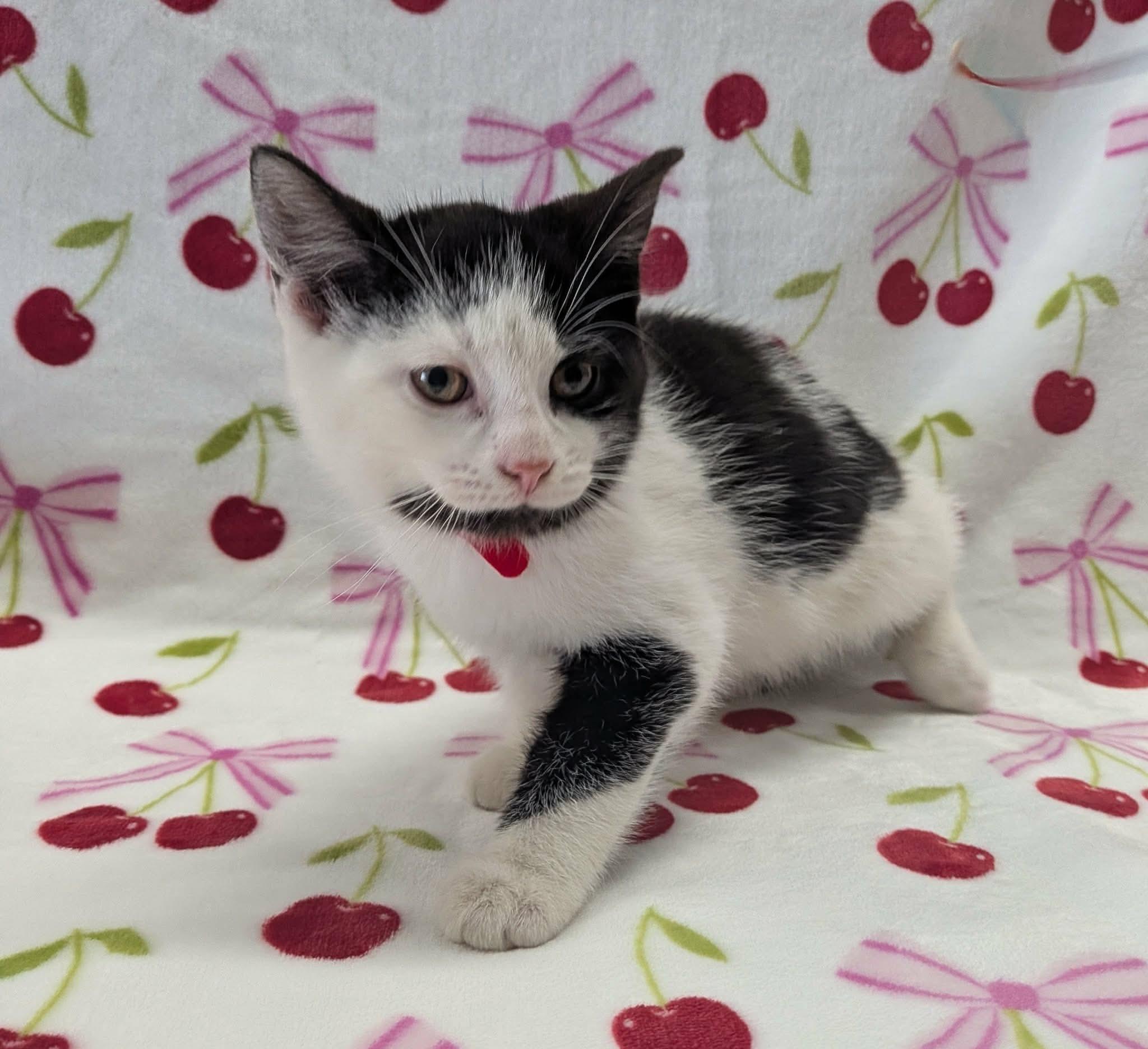 Enlarge MINI FRIDGE, a ADOPTABLE Domestic Short Hair in Tillsonburg, ON image 4/6