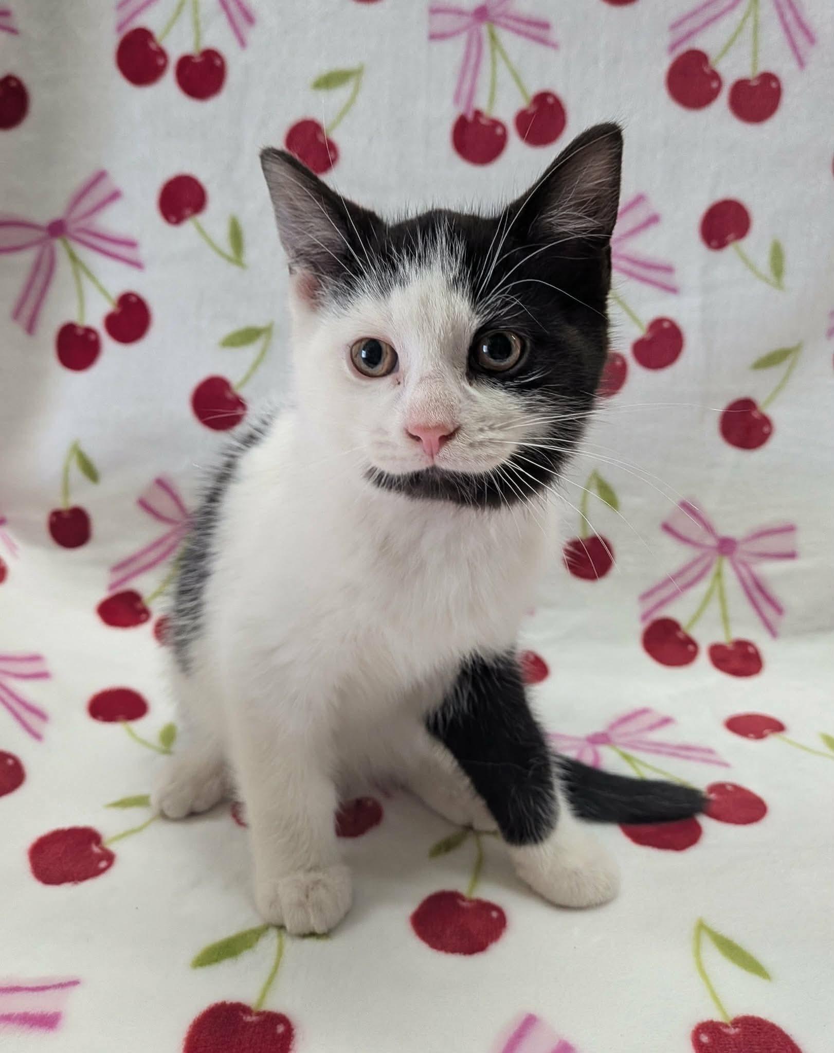 Enlarge MINI FRIDGE, a ADOPTABLE Domestic Short Hair in Tillsonburg, ON image 2/6