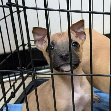 Roxie, ADOPTABLE, Puppy Female Pit Bull Terrier.