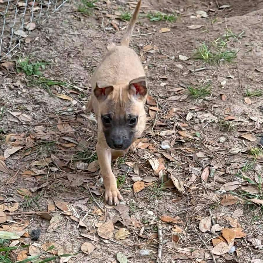 Enlarge Roxie, a ADOPTABLE mixed breed in Bristol, VT image 2/3